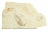 Cretaceous Fossil Shrimp With Fish - Lebanon #249568-1